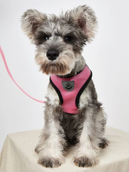 Breathable Mesh Harness and Leash Set