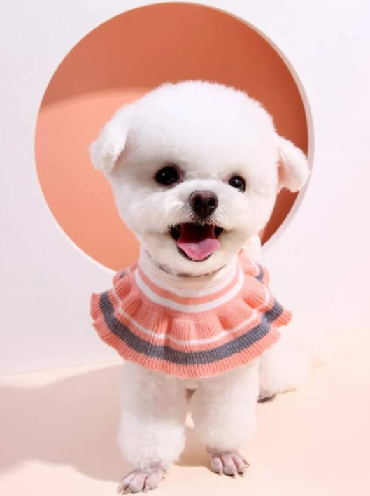 Colorblock Ruffle Hem Pet Collar