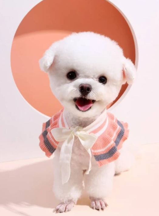 Colorblock Ruffle Hem Pet Collar