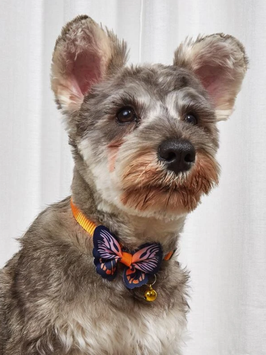 Butterfly Decor Bell Pendant Pet Collar