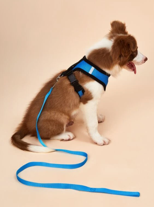 Breathable Mesh Harness and Leash Set