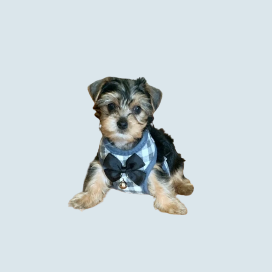 Gingham Dog Vest Harness With Leash Set
